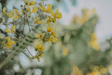 yellow wildflowers / flores silvestre amarela
