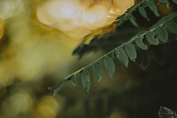 folhagem ao p&ocirc;r-do-sol /foliage at sunset