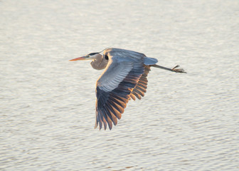 Heron's Majestic Flight