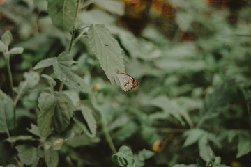 borboleta cinza silvestre no jardim / wild gray butterfly in the garden