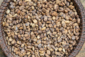 Luwak coffee, unclean coffee beans, closeup. Kopi luwak is coffee that includes part-digested coffee cherries eaten and defecated by the Asian palm civet. Island Bali, Ubud, Indonesia