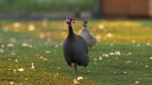 Helmeted guineafowl (Numida meleagris) at sunset
