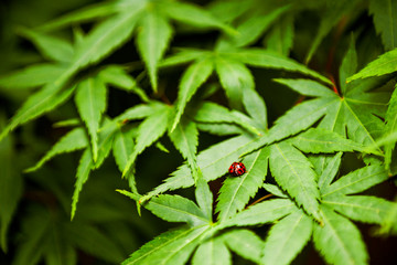 Ladybug perched on lush green foliage.