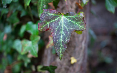 An English ivy (Hedera helix) leaf shows purple colors as temperatures get lower in the winter, found in Shrewsbury, Shropshire, England.