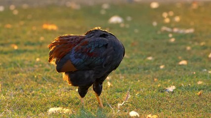 Hen preening at sunset