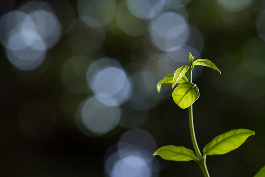 Leaf shoot