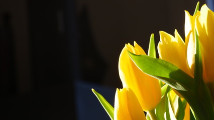 Gelbe Tulpen nah, rechts cadriert, vor schwarzem Hintergrund © mein-film.ch