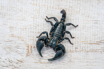 Asian black scorpion on white wooden background in Ubud, island Bali, Indonesia. Closeup
