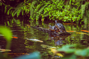 Two turtles on a log surrounded by koi