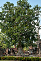Sukhothai park in Thailand