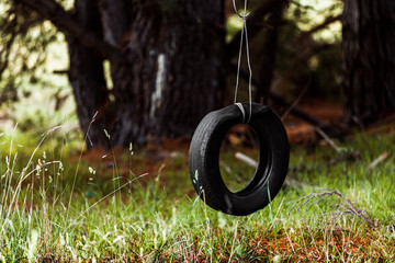 Tyre swing hanging quietly in forest.