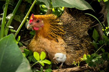 Hen and Chickens