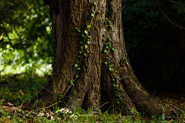 Fototapeta premium Old tree trunk with vines creeping alongside.