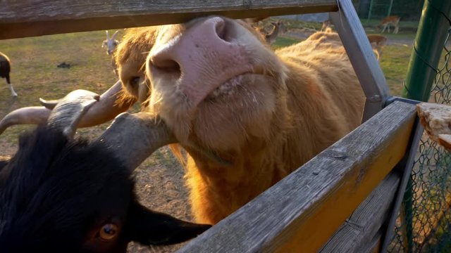 Girl feeding Scottish highland cattle