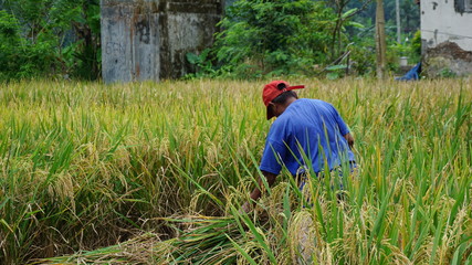 Naklejka na ściany i meble a middle-aged man is harvesting rice behind the house to make ends meet