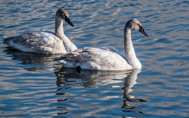 Swans are playing in open water of a lake at early spring time