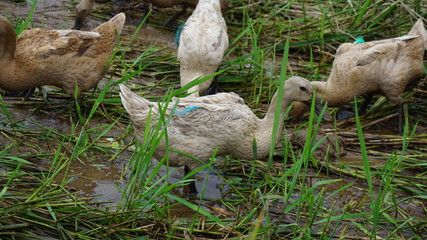 Obraz premium a swarm of ducks is being released by the owner to find food