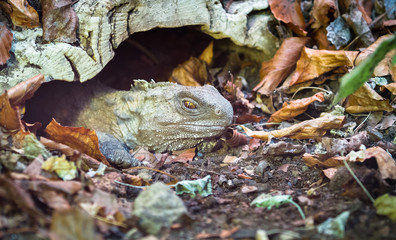 An adult northern tuatara (Sphenodon punctatus), one of the most ancient animals on the planet, rests in a small rocky cave.