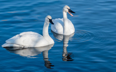 Swans are playing in open water of a lake at early spring time