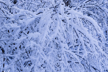 Snow covered forests and lakes in winter