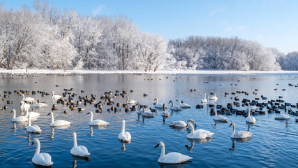 Snow covered forests and lakes in winter