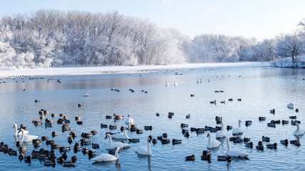 Snow covered forests and lakes in winter