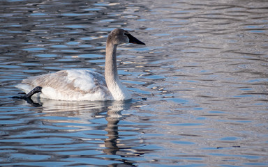 Swans are playing in open water of a lake at early spring time	