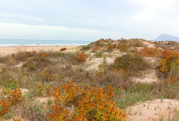 Sandy dunes of a sea beach in late autumn, Denia, Valencia, Spain. Colorful dunes flora comes to live after hot summer days.