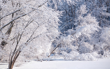 Snow covered forests and lakes in winter