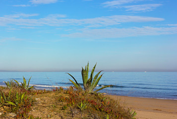 Fototapeta na wymiar Agave plants at beach edge. Sandy beach of Mediterranean Sea with plants and gently rolling waves.