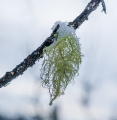 Snow Covered Usnea Lichen