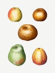 Vintage apples drawings