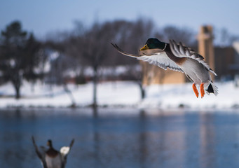 Flying Mallard Duck