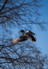 Flying Mallard Duck