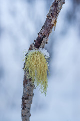 Usnea Lichen in Winter