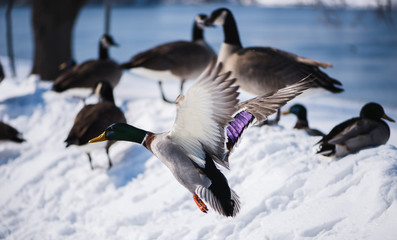 Mallard Duck