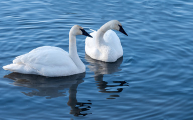 Swans are playing in open water of a lake at early spring time	