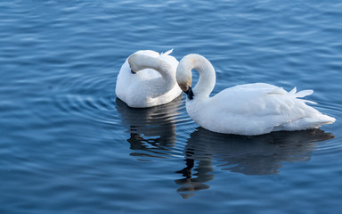 Naklejka premium Swans are playing in open water of a lake at early spring time 