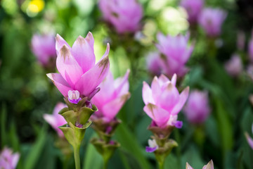Fototapeta premium Siam Tulip