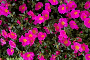 Obraz premium Sun Plant flower