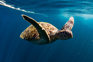  turtle swim in blue sea