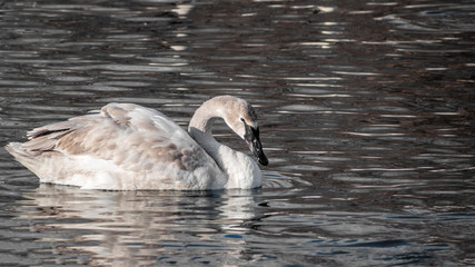 Swans are playing in open water of a lake at early spring time	