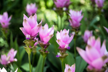Siam Tulip