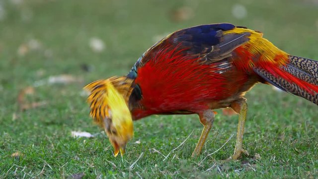 Golden pheasant (Chrysolophus pictus) foraging for food