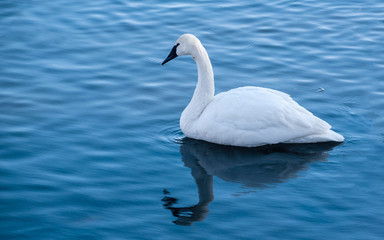 Swans are playing in open water of a lake at early spring time	