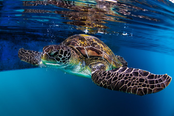  turtle swim in blue sea