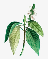 Blooming Malabar nut tree