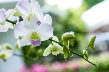 Orchid Dendrobium pompadour