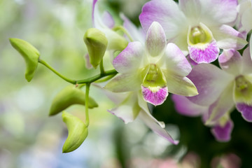Orchid Dendrobium pompadour