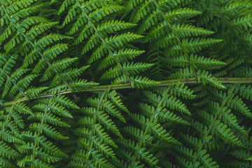 Fototapeta na wymiar Bracken fern leaf background texture